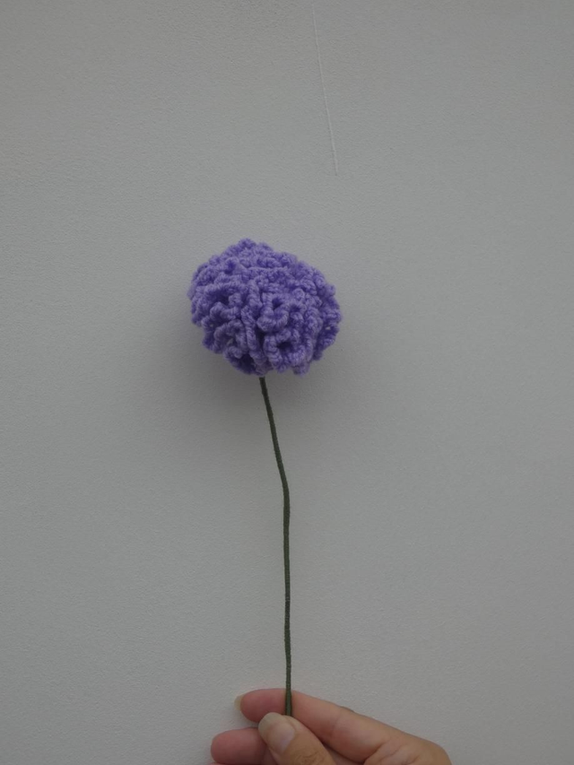 Œillet violet 