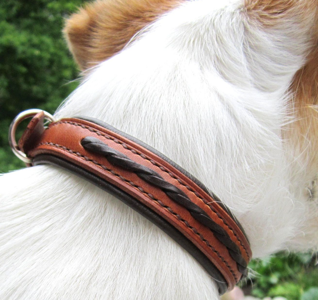 Kaulapanta, ruskea punos