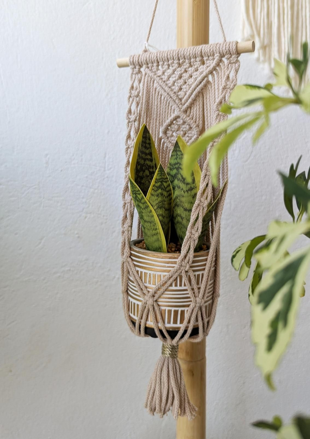 ENOLA Suspension pour plante