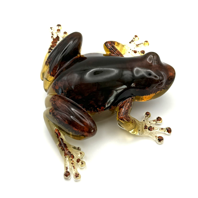 Grenouille aux couleurs de l’Ambre