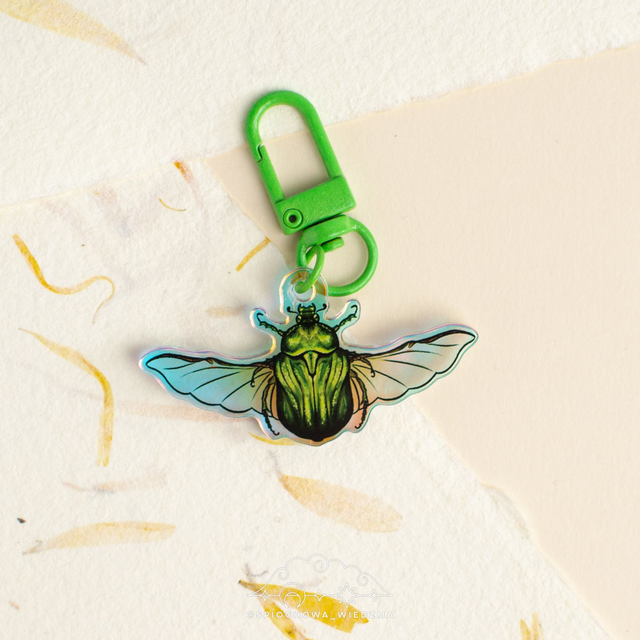 Żuk Kruszczyca złotawka Rainbow | ZWIERZĘTA