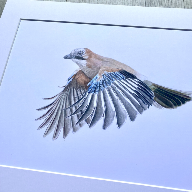 Jay Original Drawing