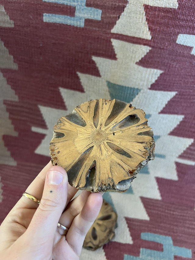 Banksia coasters (Set of 2)