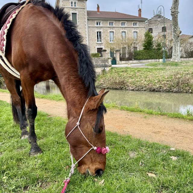 Licol Rosalia taille cheval - dégradé rose