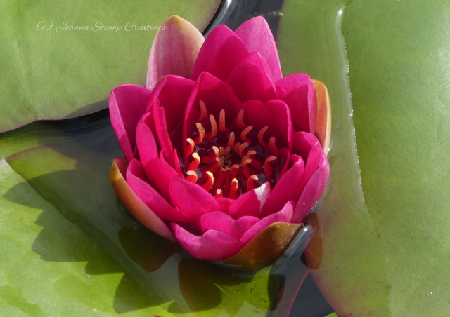 Photographic Open Edition Print from my "Floral" collection, "Pink Perfection"