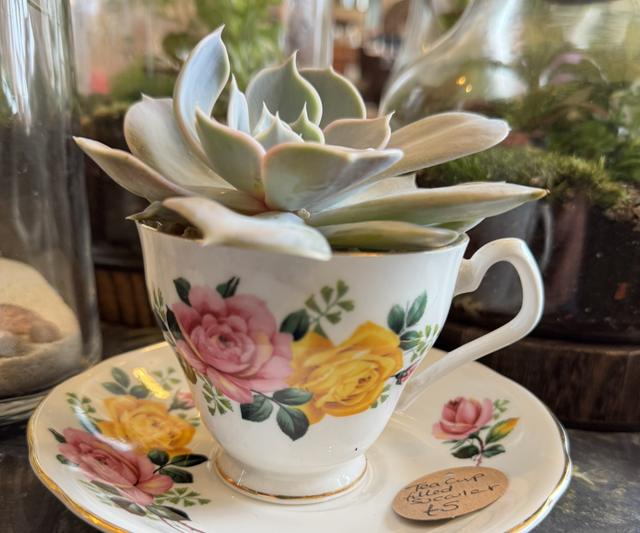 Succulent tea cup