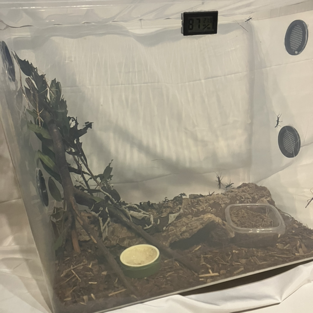 80L XL Stick Insect Enclosure Kit