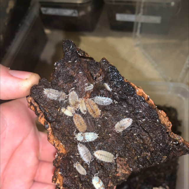 Dalmation p.scarber ‘Dalmation’