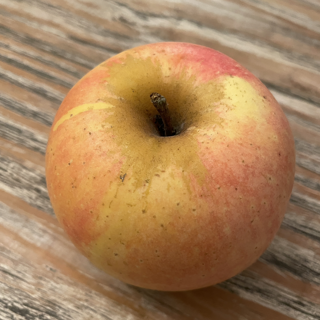 Gros locard vert - scion 1 an - racines nues