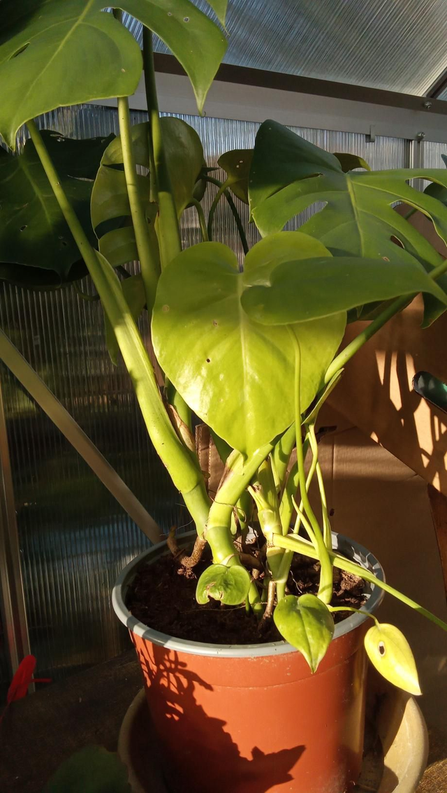 Monstera