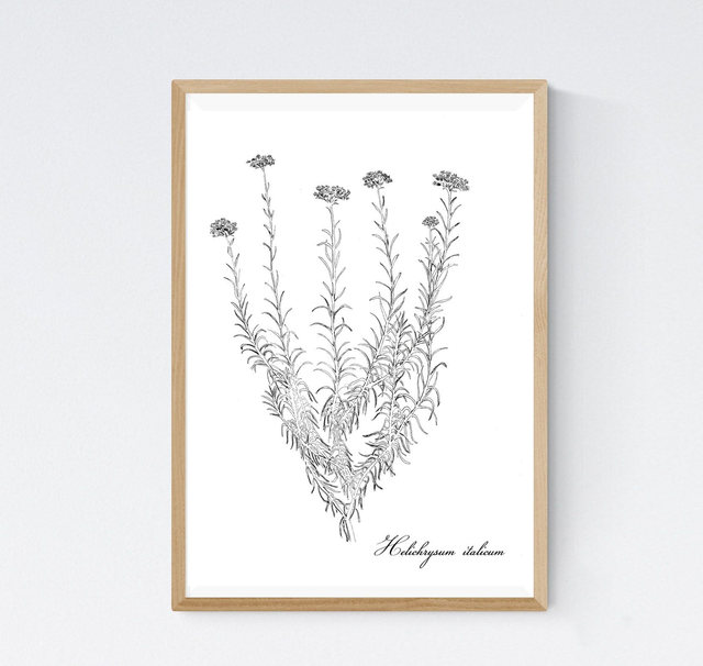 helichryse italienne, helichrysum italicum