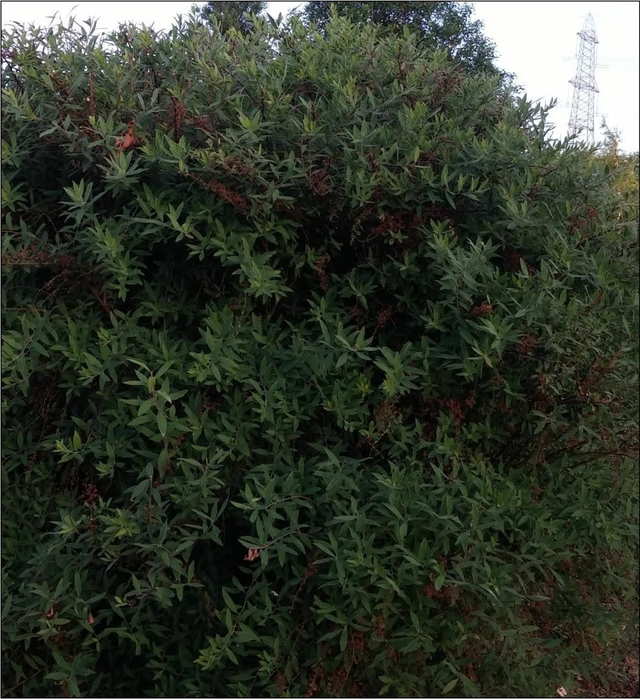 Spiraea ‘Grefsheim’ - 1 ltr pot