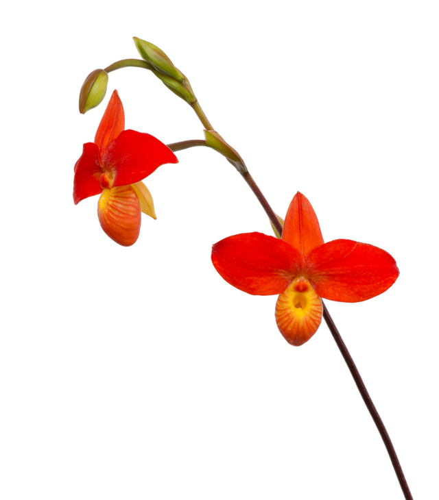 Higher Courage Essence