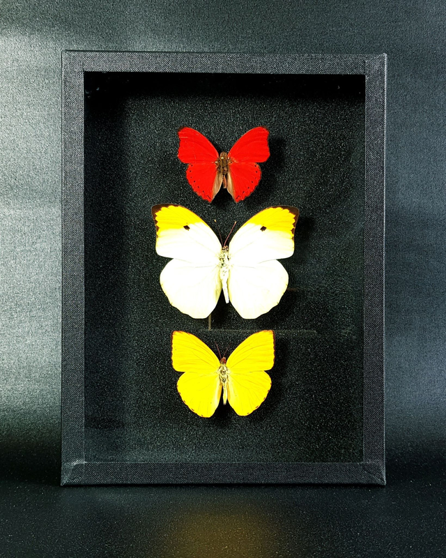 Collection de papillons