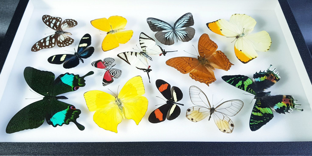 Collection de papillons du monde