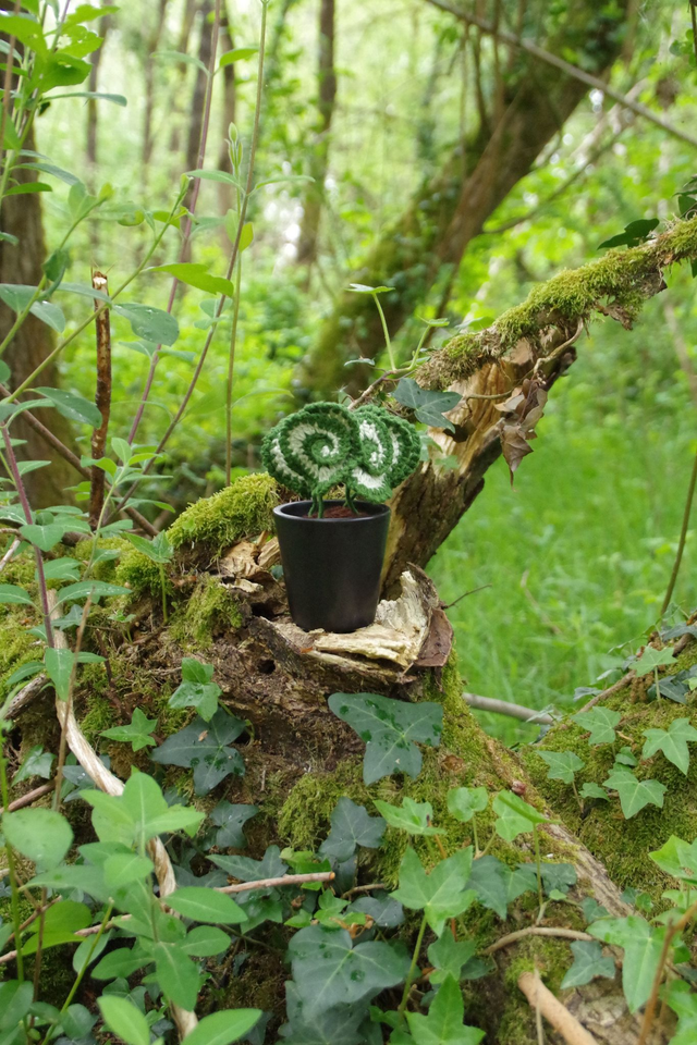 Plante Begonia escargot