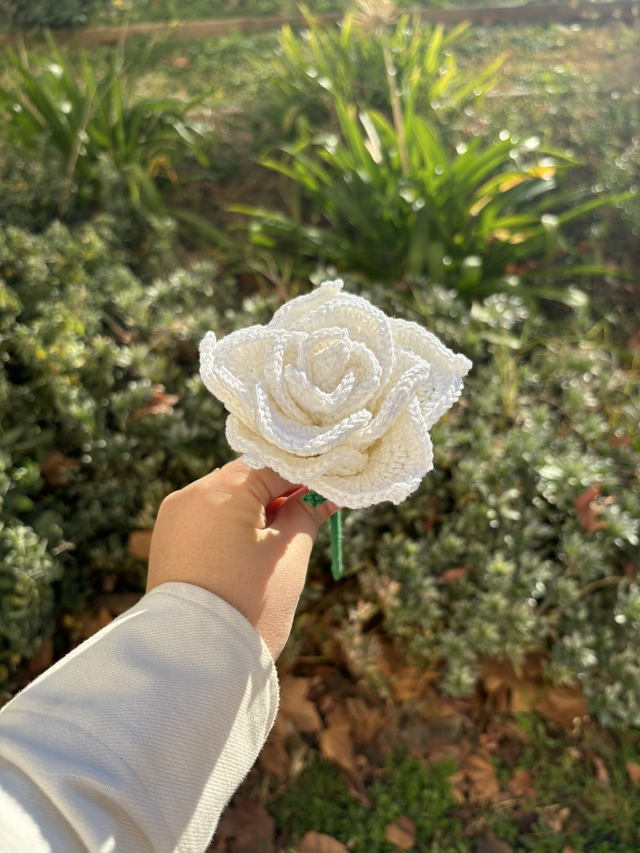Rose éternelle