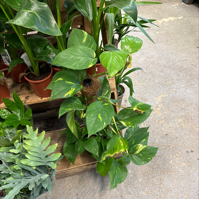 Pothos Tuteur 80cm 
