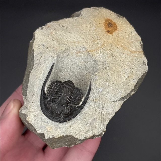 Cornuproetus Trilobite 