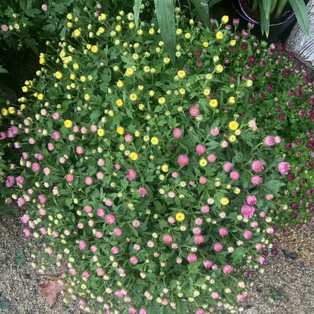 Chrysanthème multicolore