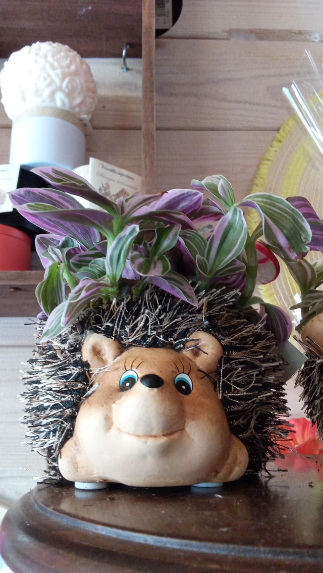 Hérisson succulente