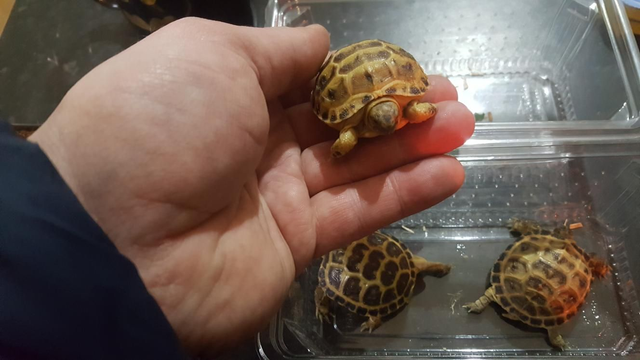 Horse field tortoise 