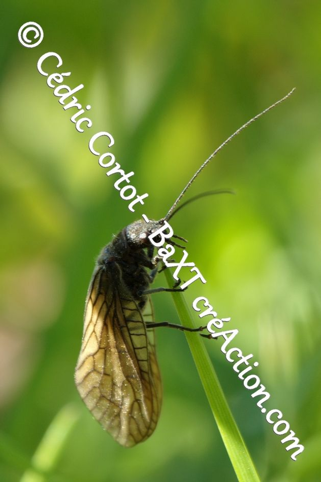 Impression sur alu dibond - Le petit monde du Vivant (ref 100_0232)