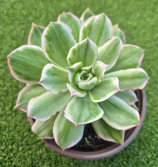 Aeonium percarneum 'Silver' 