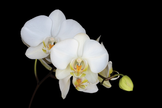 White Beauty Essence