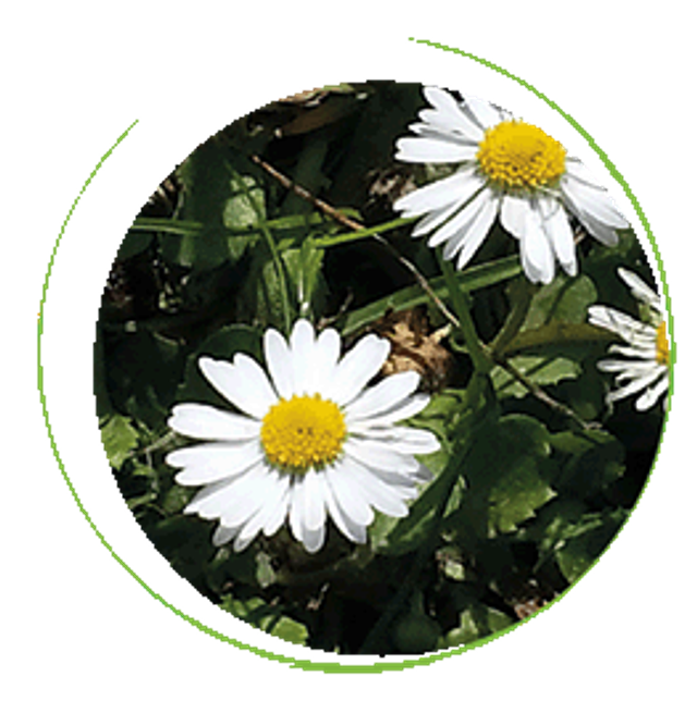 Macération solaire de Pâquerette, la beauté se cueille dans les prés