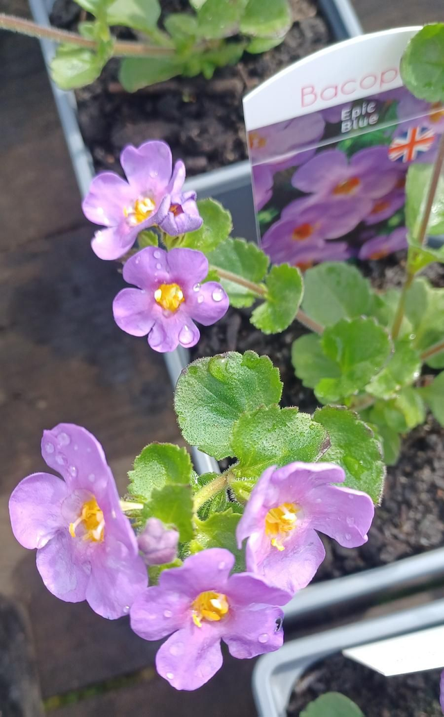 Bacopa Epic Blue