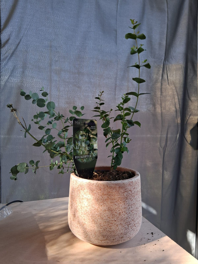 L11 . Eucalyptus gunnii CB