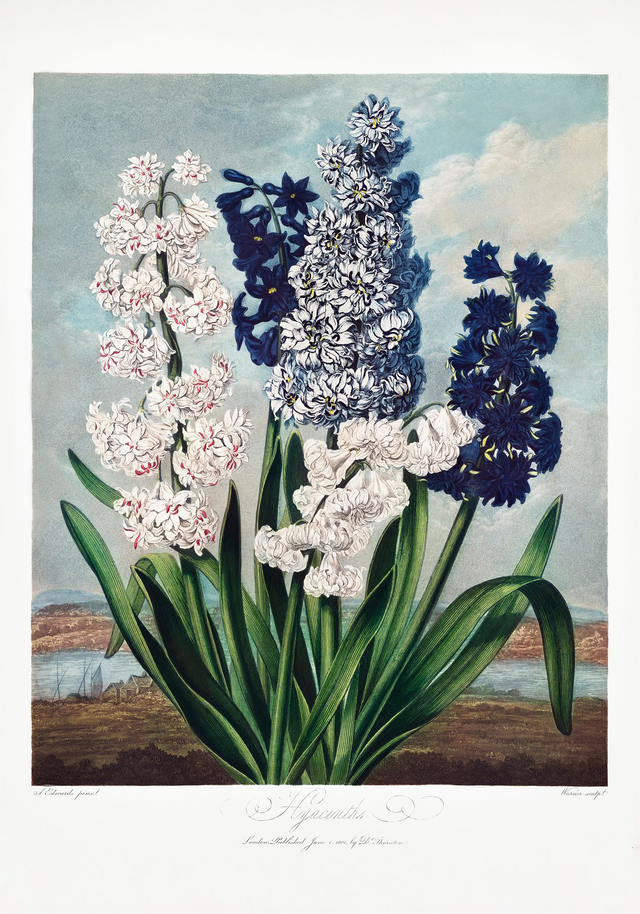 Hyacinths