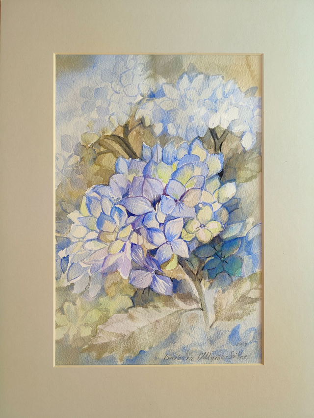 Błękitna hortensja, 40x30 (30x20 w  świetle passe-partout) akwarela