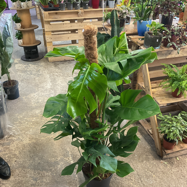 Monstera Pertusum