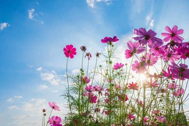 26/05/13 WortSpielRaum: „Geschichten, die blühen – Schreib dich ins Mai-Gefühl“ 