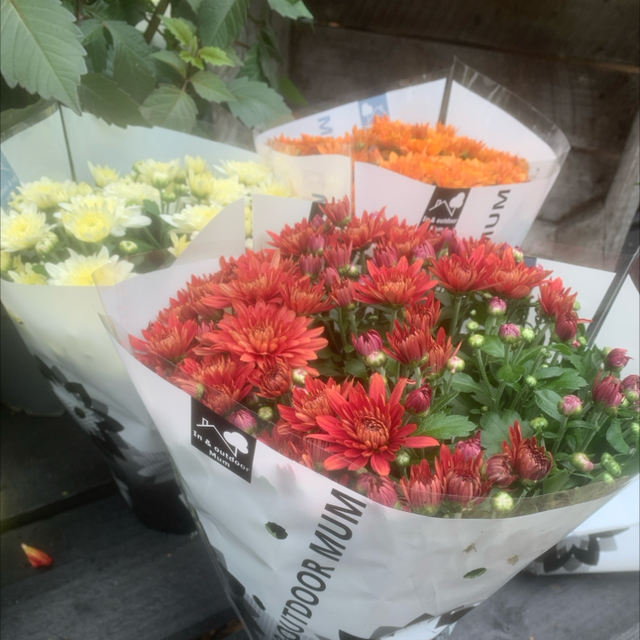 Chrysanthemum 15cm diam (store collection only at checkout)