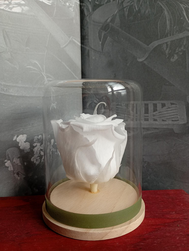 Mamie04 unique rose blanche 