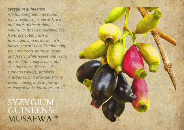 PRE ORDER set van 8 kaarten over de bijzondere bomen uit het miombo bos