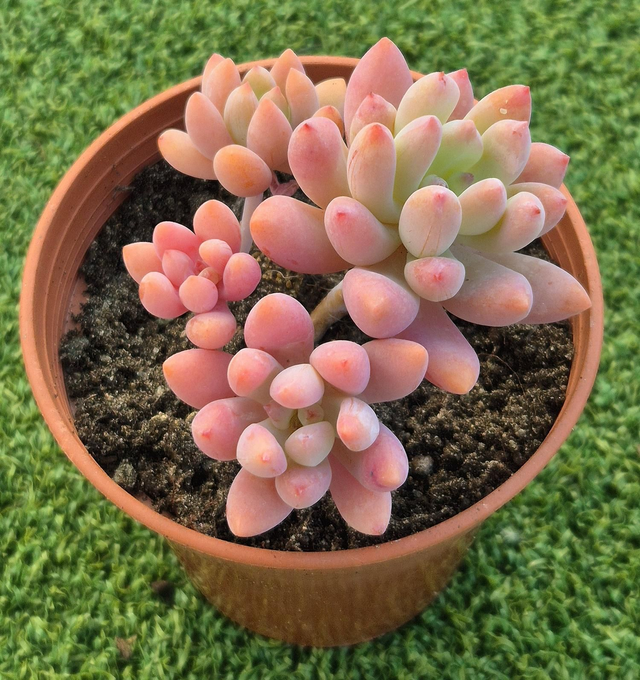 Graptosedum 'Daniel-San'