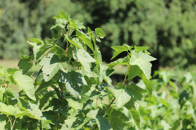 Feuilles de cassissier