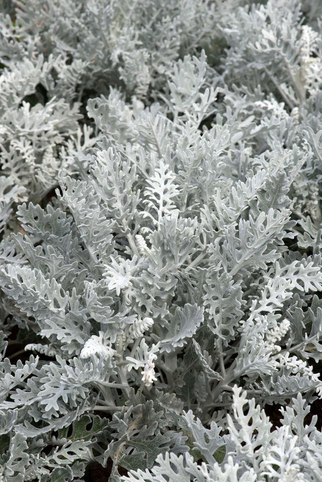 Cineraria (Silver Dust) - Tray of 6 plants