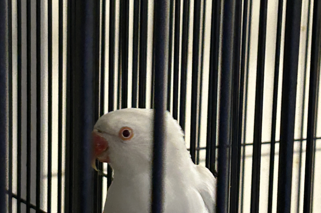 Albino White Baby Indian Ringneck