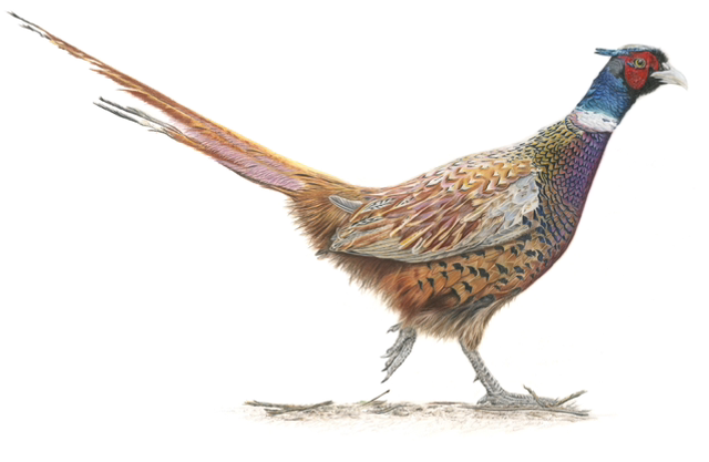 ’scarper’ - limited print (unframed)