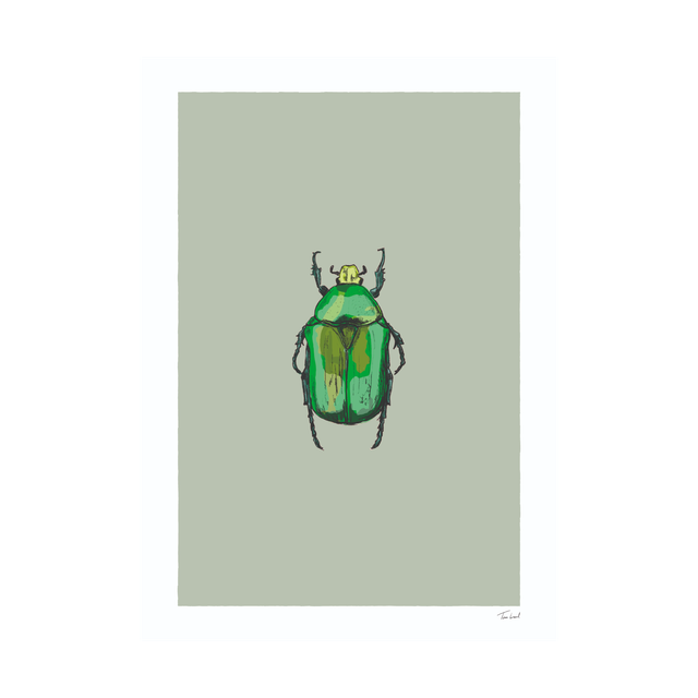 Rose Chafer Beetle
