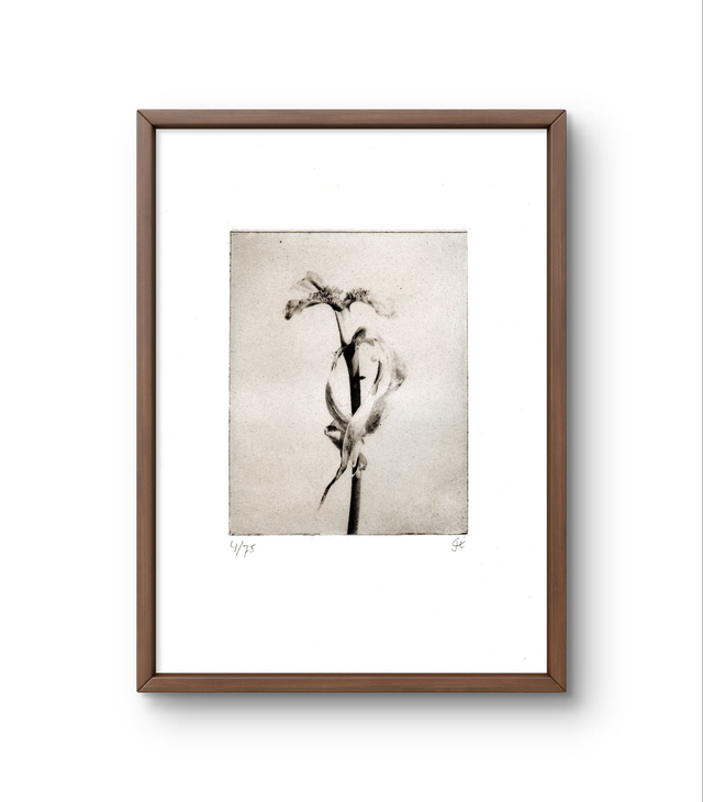 Tulip handprint photogravure  13x18