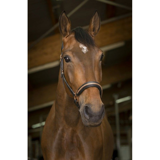 LICOL CUIR NORTON PRO "CLINCHER"