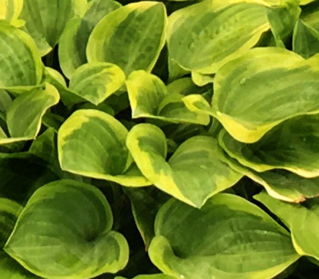 Hosta 'Golden Tiara' 