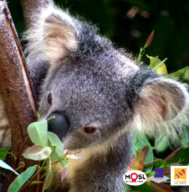 "Eucalyptus"