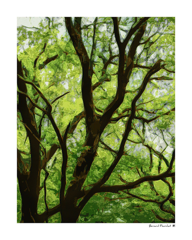 Arb37 -  Ulmus Chorifolius